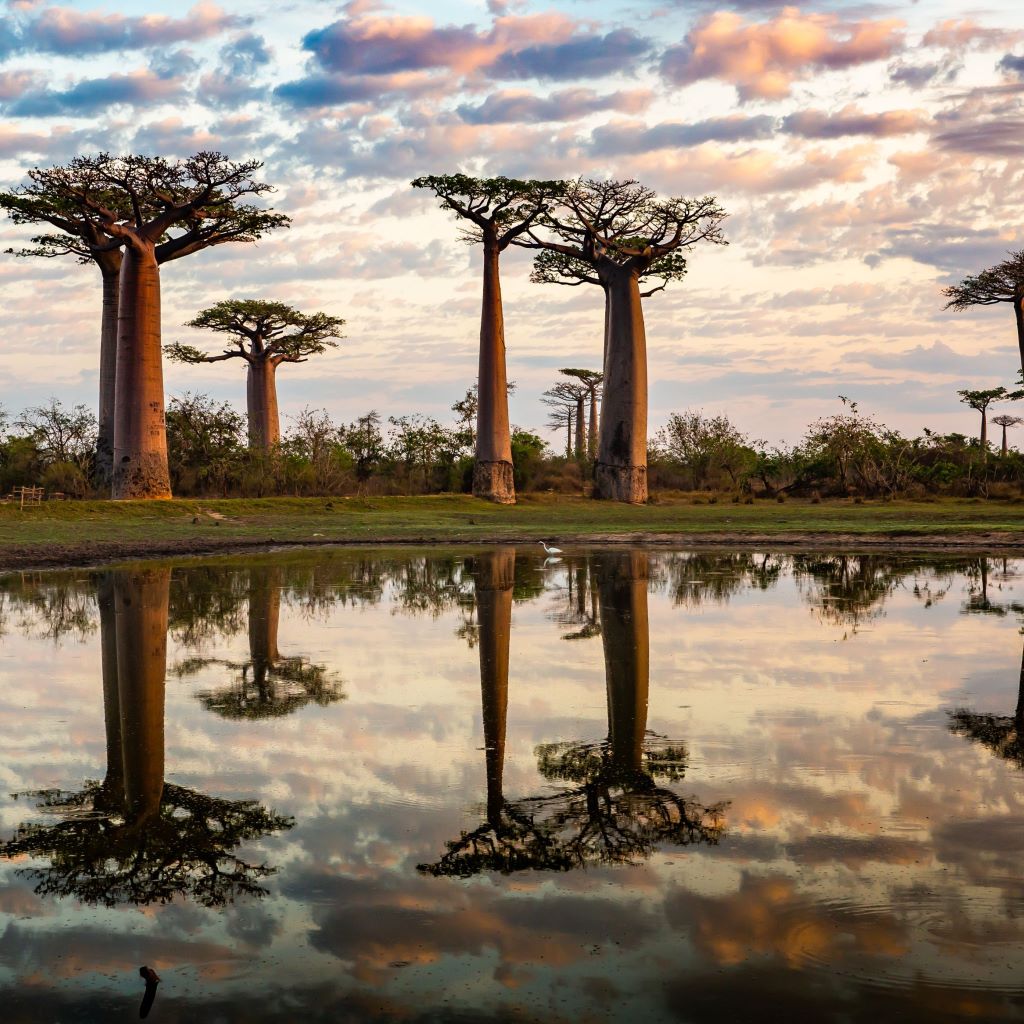 Oils - Butters - Beauty from Africa