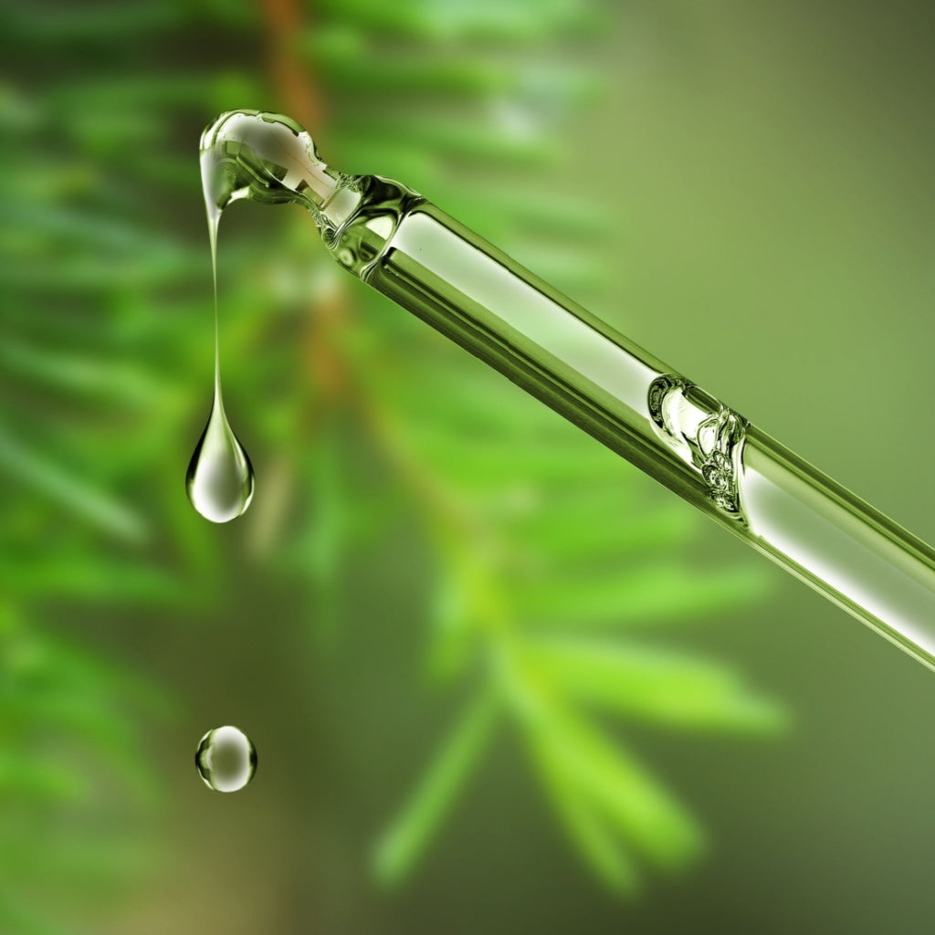 Moringa leaves with flower buds, dried moringa seeds, and a small bottle of freshly pressed Moringa oil