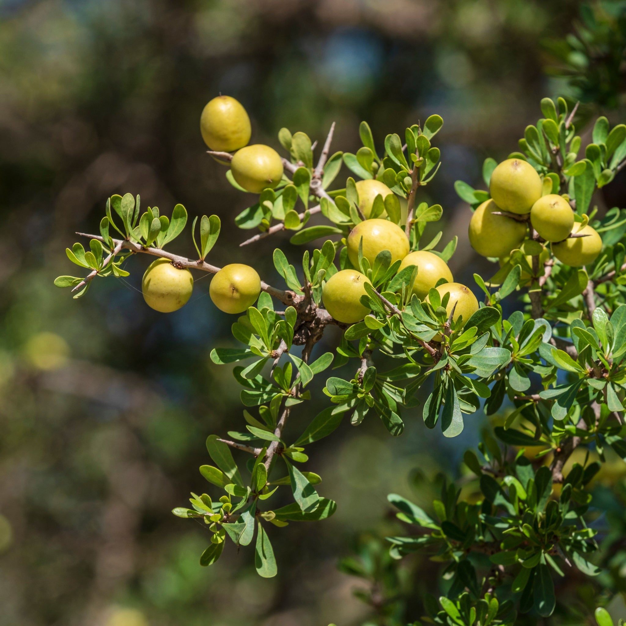 Argan (Argania spinosa) fruit, isk n mansour park, morocco, africa - photo by Tolobalaguer
