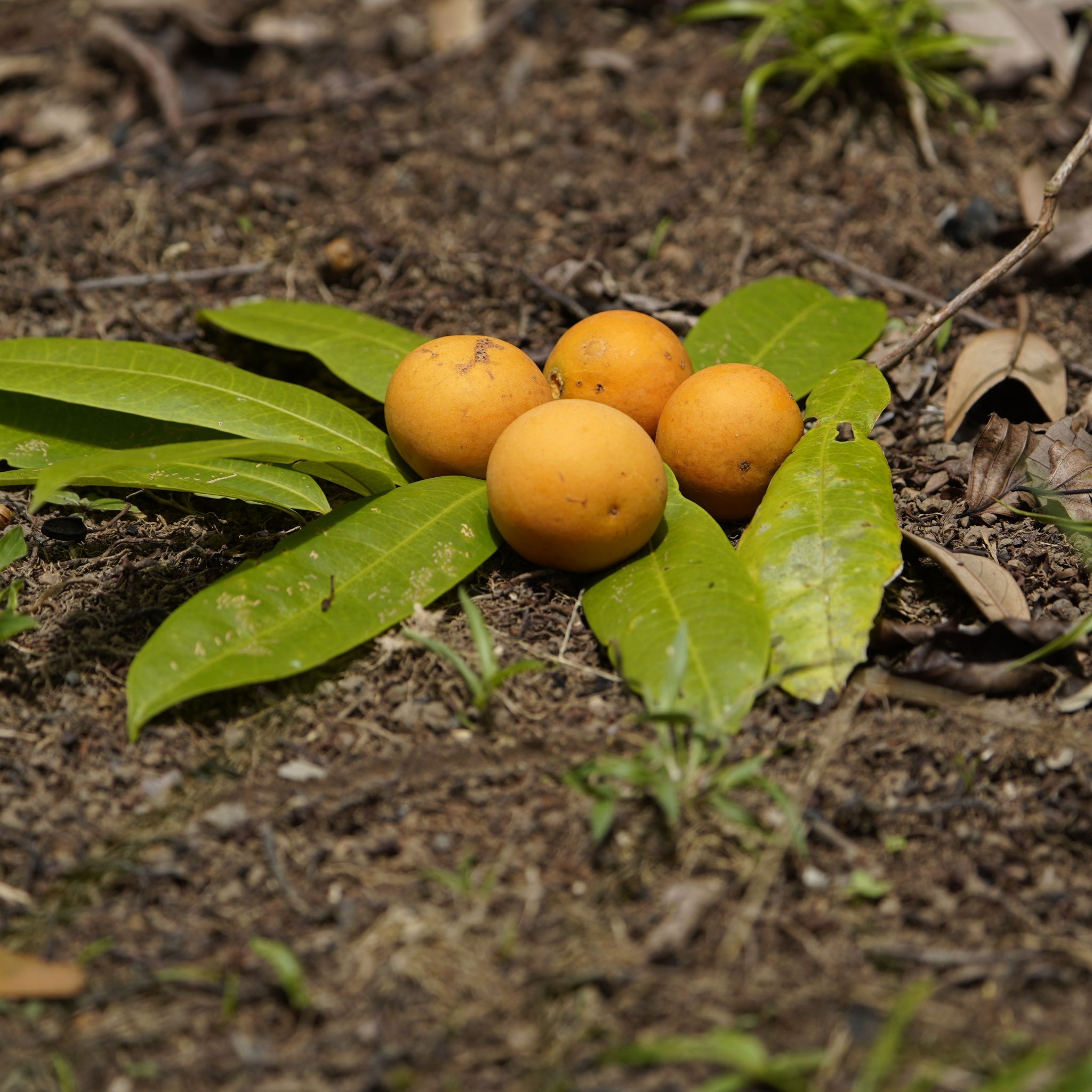 Bacuri (platonia insignis) fruits laying on the ground with leaves.  photo by guentermanaus