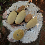 Ripened yellow Baobab (Adansonia Digitata) fruits displayed on a Baobab tree stump.