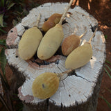 Ripened yellow Baobab (Adansonia Digitata) fruits displayed on a Baobab tree stump.