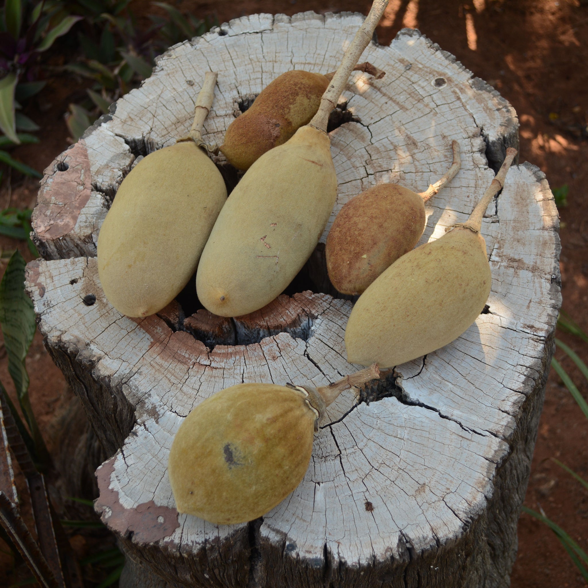Ripened yellow Baobab (Adansonia Digitata) fruits displayed on a Baobab tree stump.