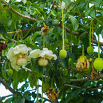 Baobab flowers sprouting into fruits hanging from baobab (adansonia digitata) tree - photo by Daolauong Kamkhom