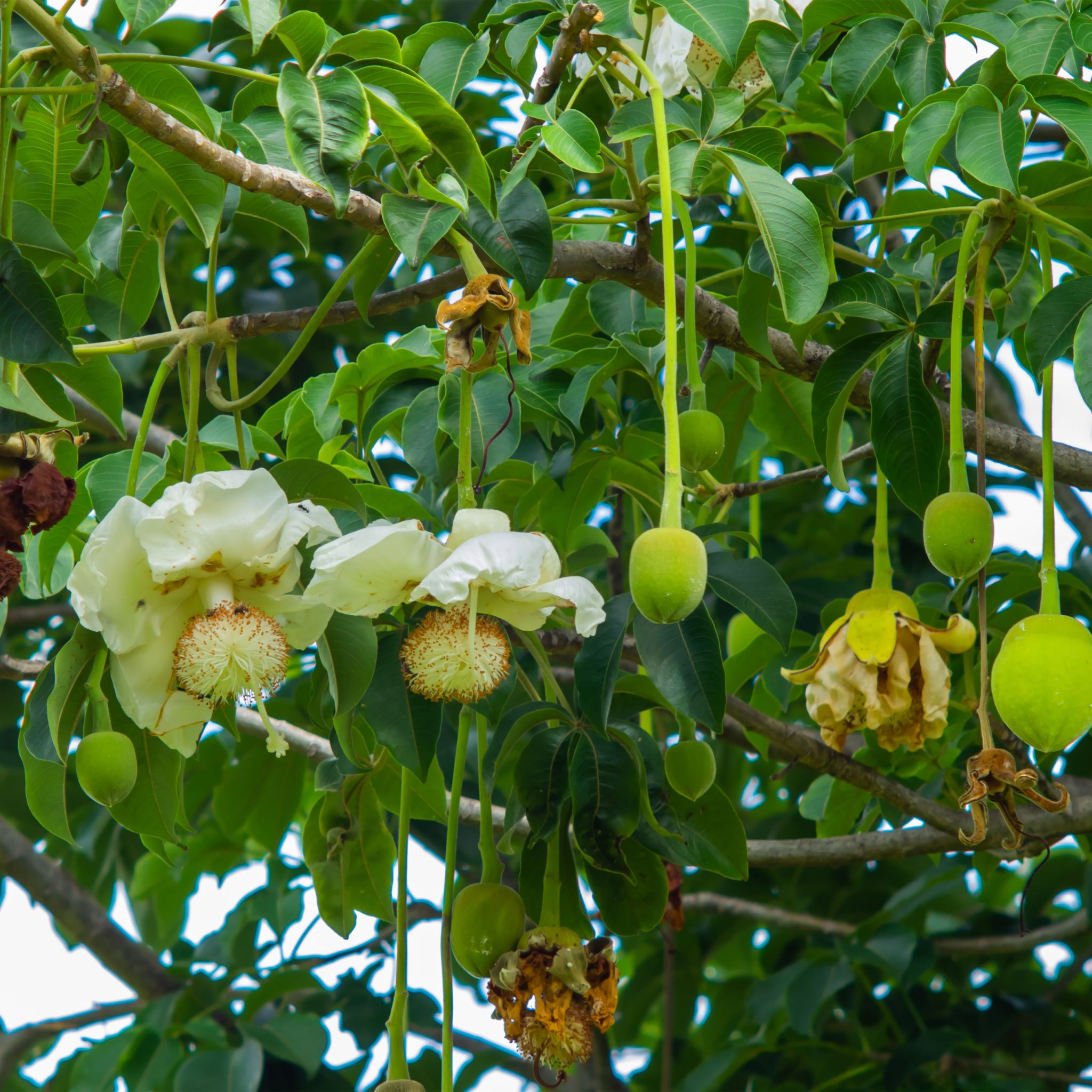 Baobab flowers sprouting into fruits hanging from baobab (adansonia digitata) tree - photo by Daolauong Kamkhom