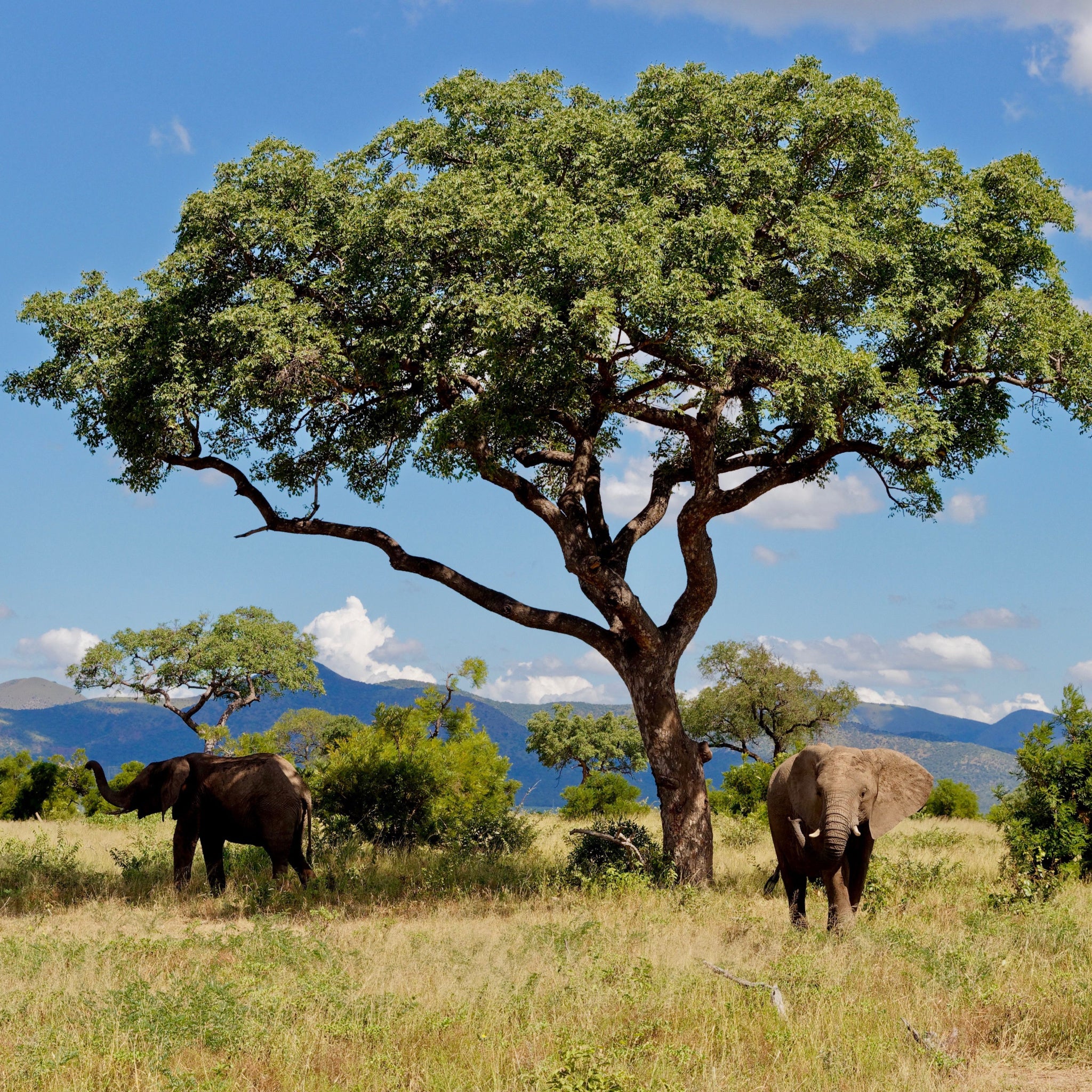 Elephants in the shade of a Marula Tree in Kruger National Park with bright blue sky and white clouds in the background.  Photo by Beate Wolter