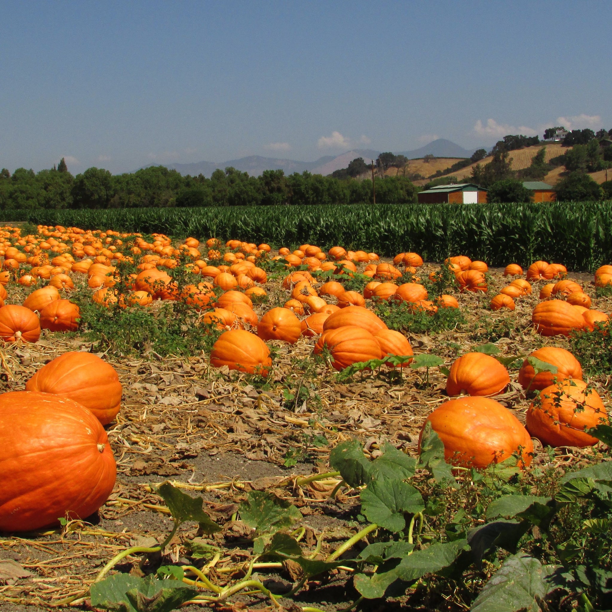 Bright Orange Wild Pumpkins ready for harvest