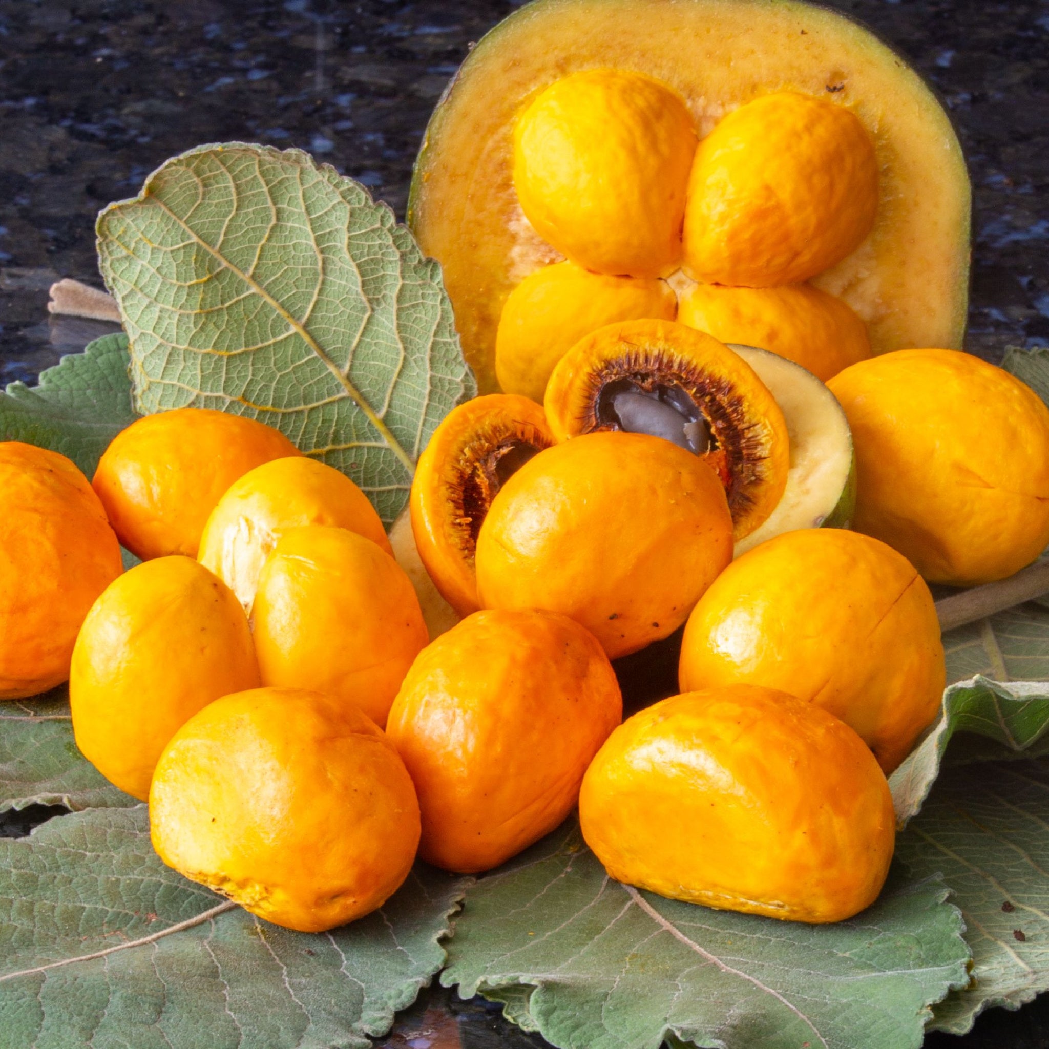 Gorgeous closeup of bright orange pequi (caryocar brasiliense) fruit shown with the leaves of its own tree - photo by Adilson Sochodolak