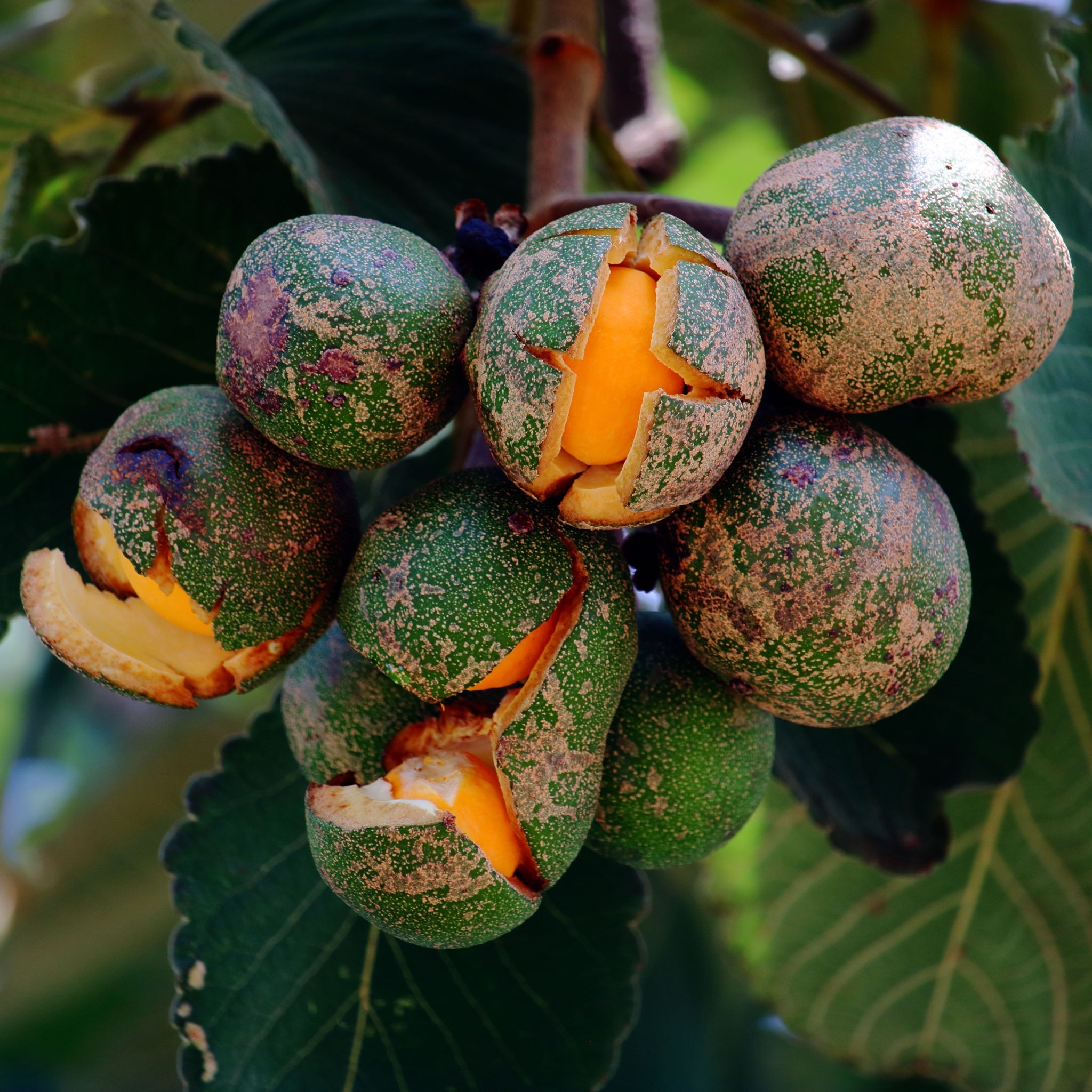 Pequi (caryocar brasiliense) fruit tree with ripe flowers blossomed into bursting open fruit from Brazilian Cerrado - photo by Ronan Gondim