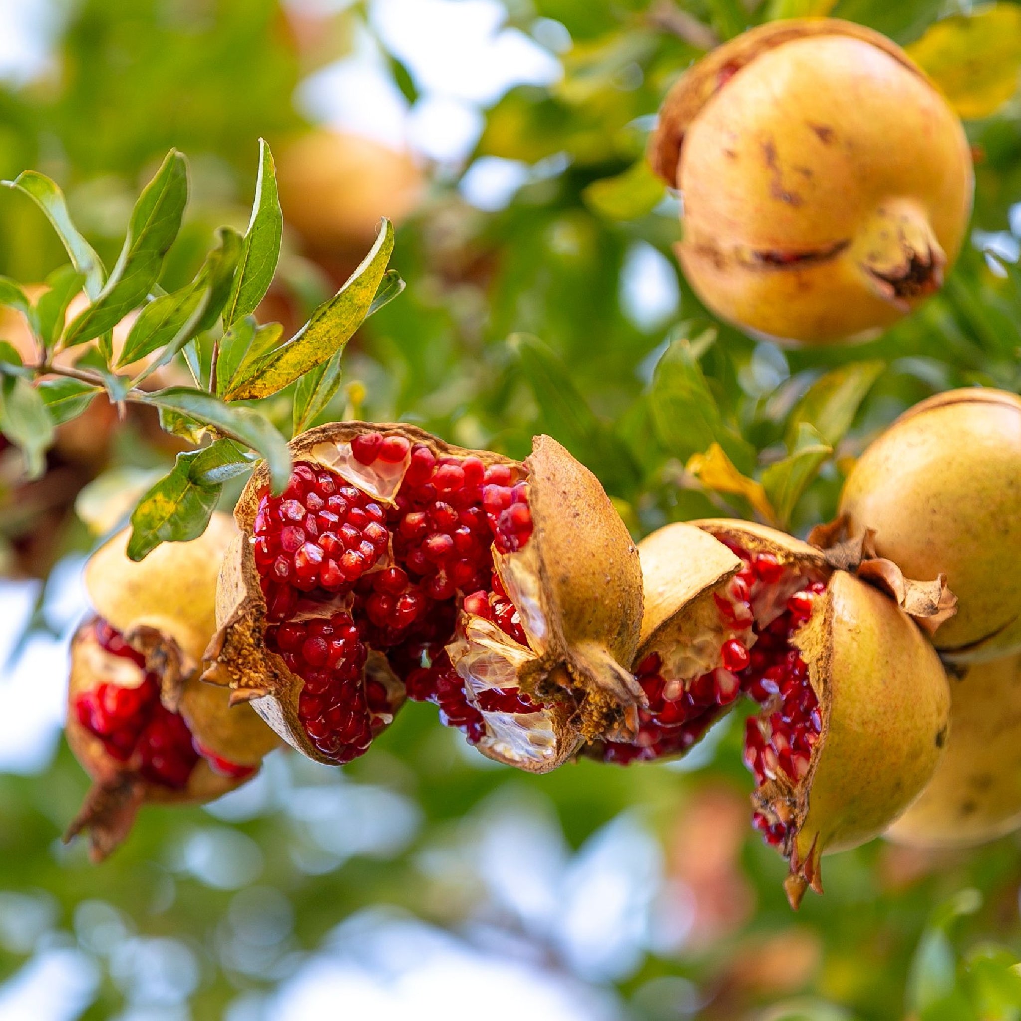 Ripe Pomegranate (Punica granatum) fruits hanging on a tree branch popped open in the sun - photo by Birol Bali