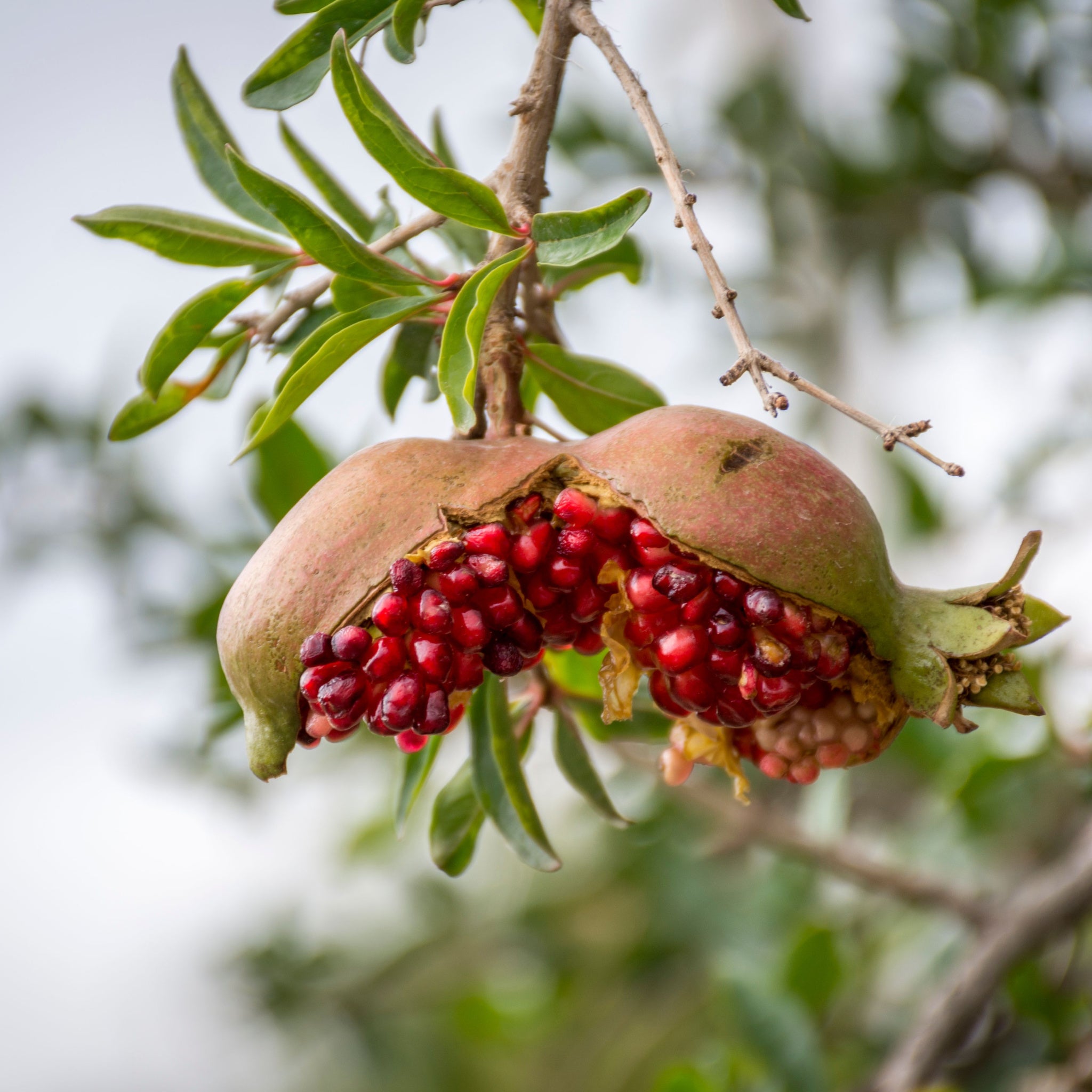 Pomegranate fruit burst open after ripening on the branch of the Punica Granatum tree - photo by Monalisa Mukhopadhyay
