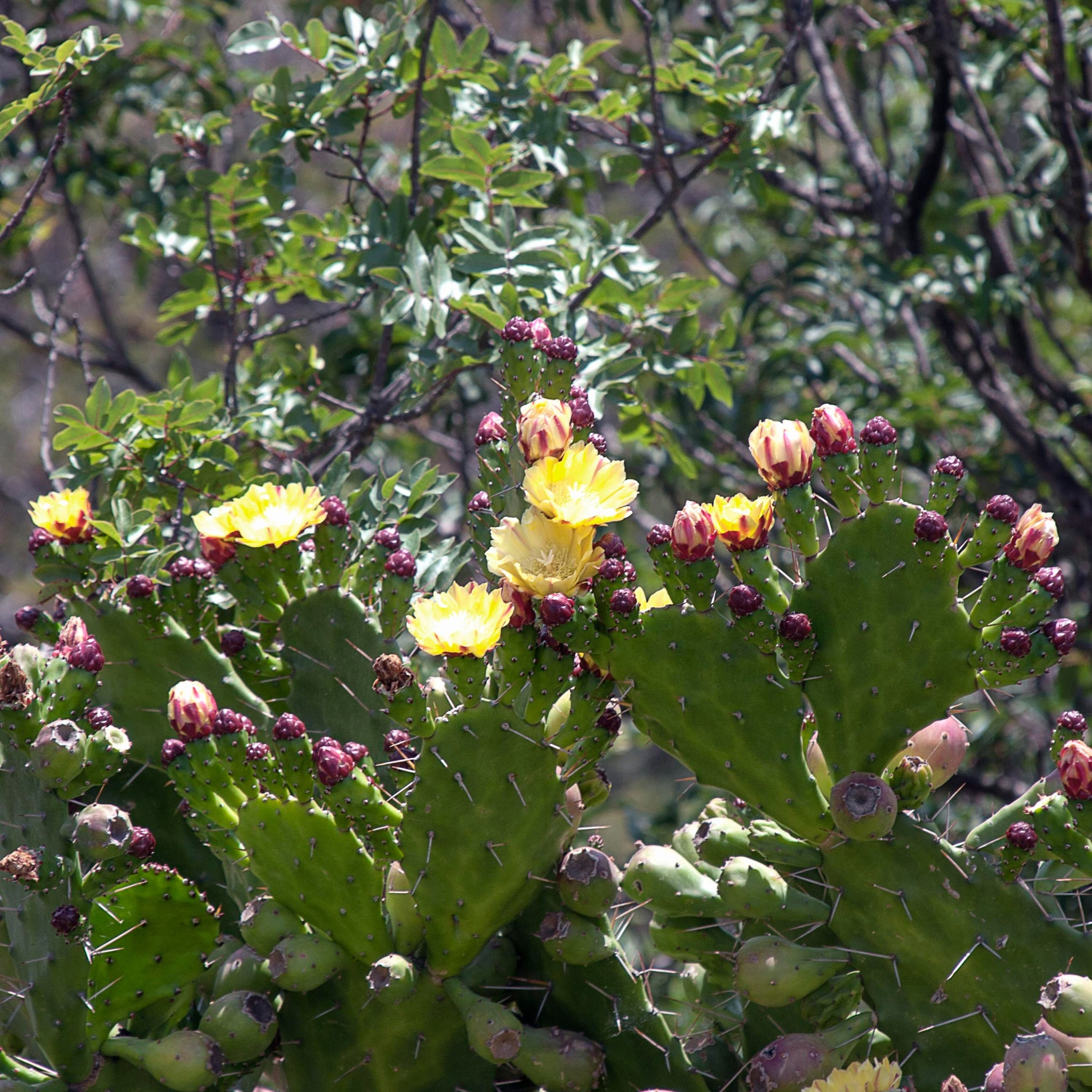 plant prickly pear seeds Prickly Pear Seed Oil