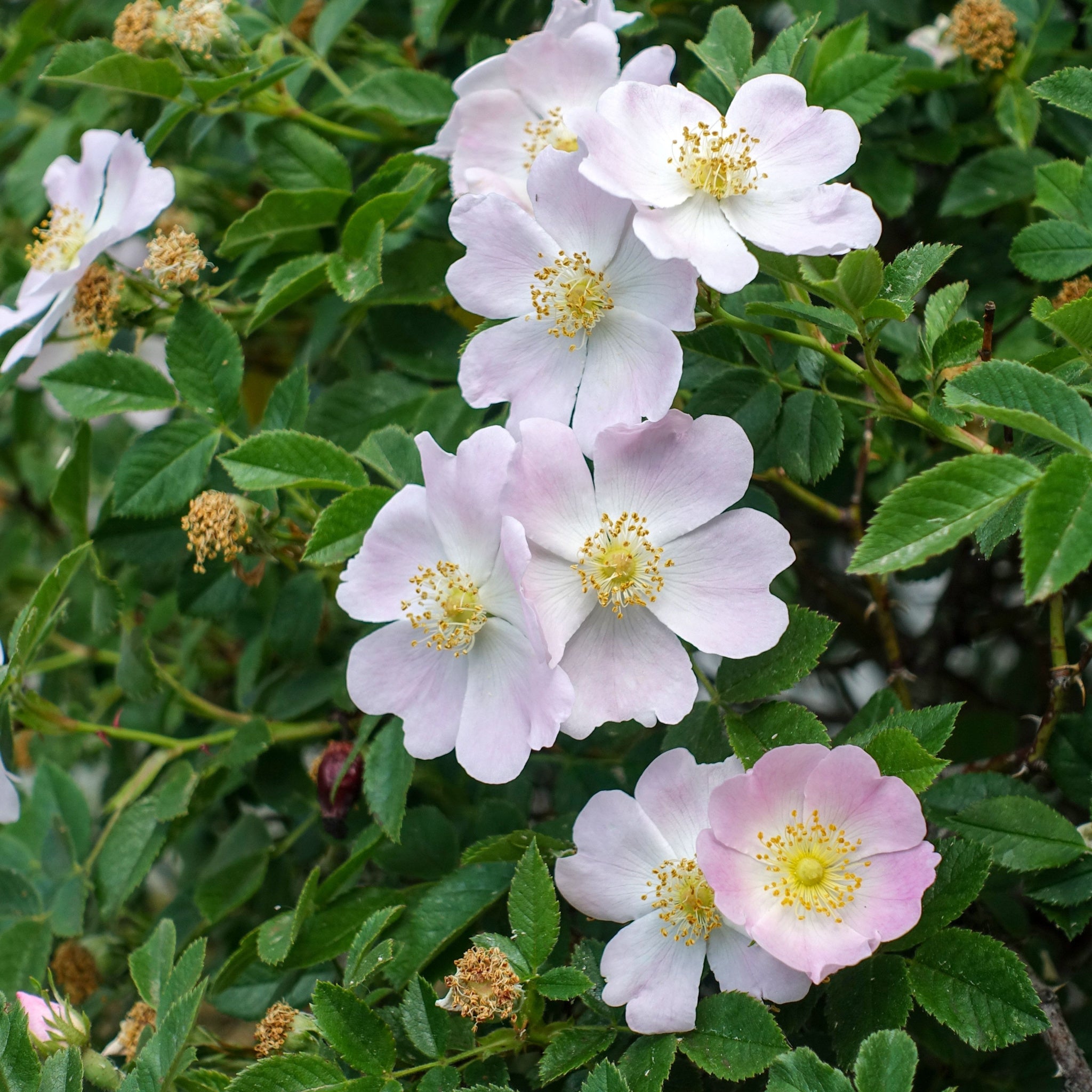 Gorgeous light pink rose hip flowers on healthy green bush, ready to drop the leaves and let the rose hip bud ready for harvesting..