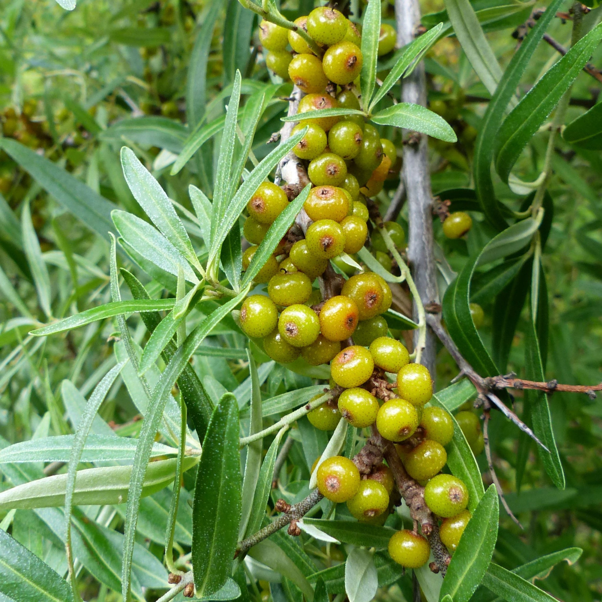 Unripe Sea Buckthorn (Hippophae rhamnoides) berries on the tree.  Light green to yellow berries on bright green leaves of plant. Photo by guentermanaus