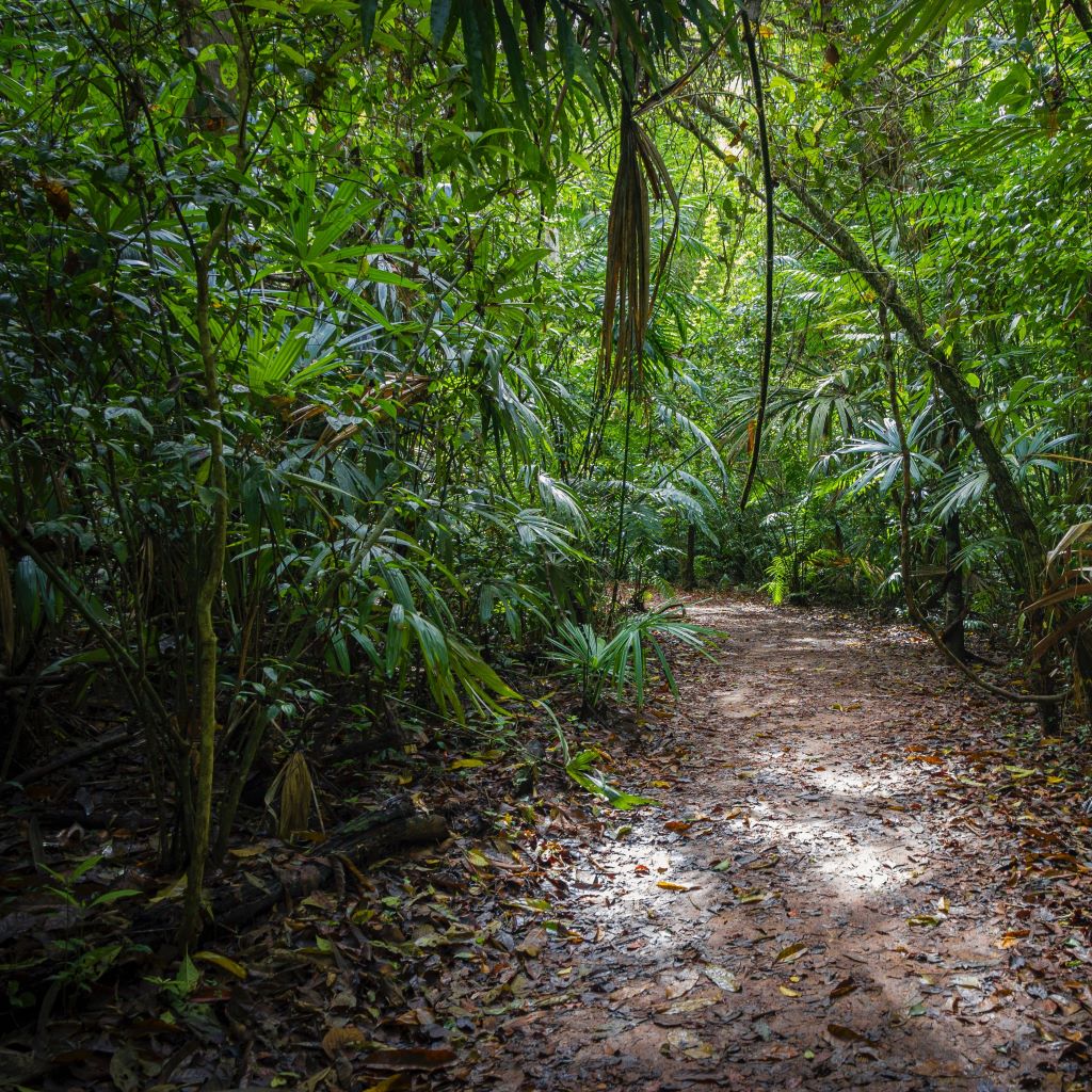 Amazon Rainforest Oils and Butters