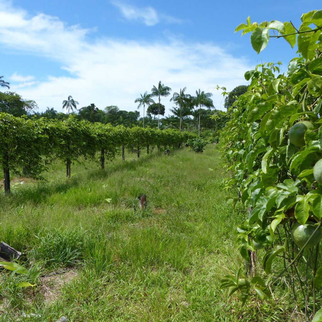 Passion Fruit Plantation in South America with ripening Maracuja fruits