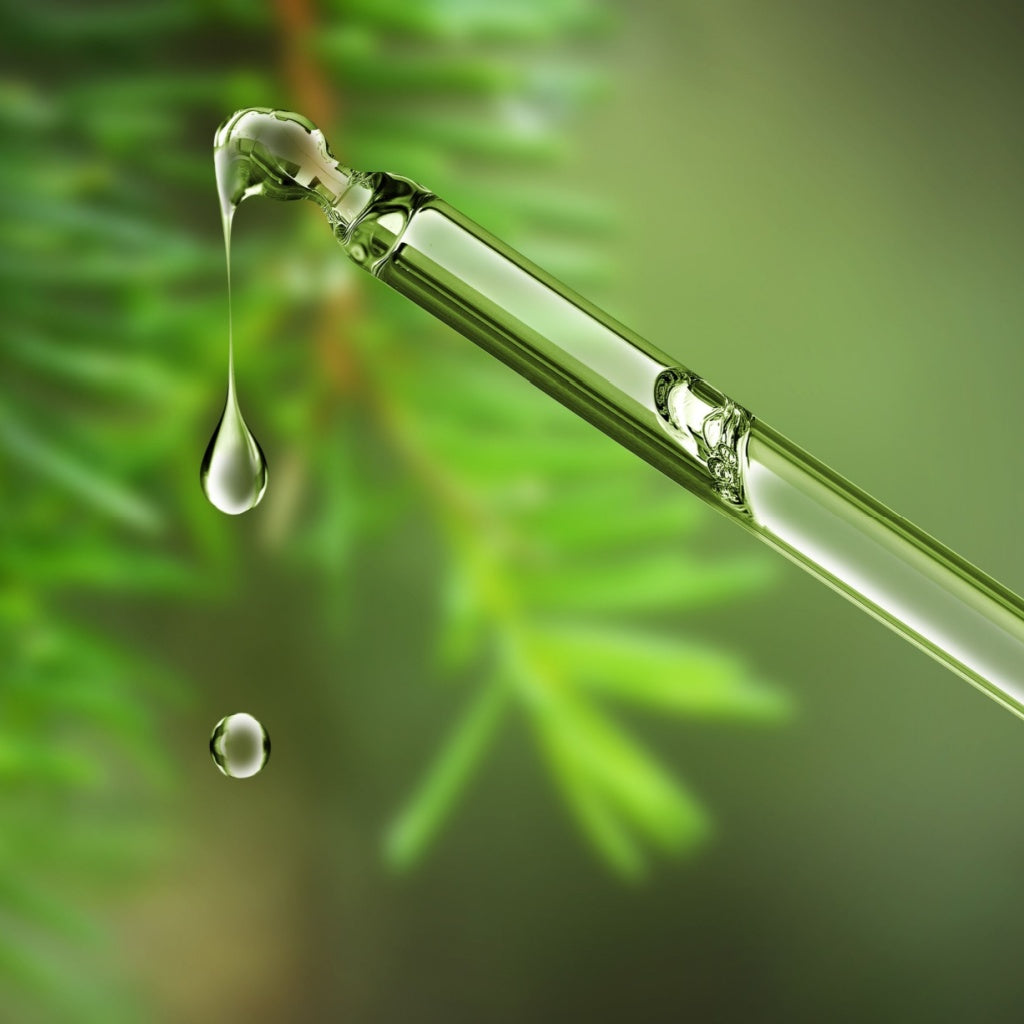 Moringa leaves with flower buds, dried moringa seeds, and a small bottle of freshly pressed Moringa oil