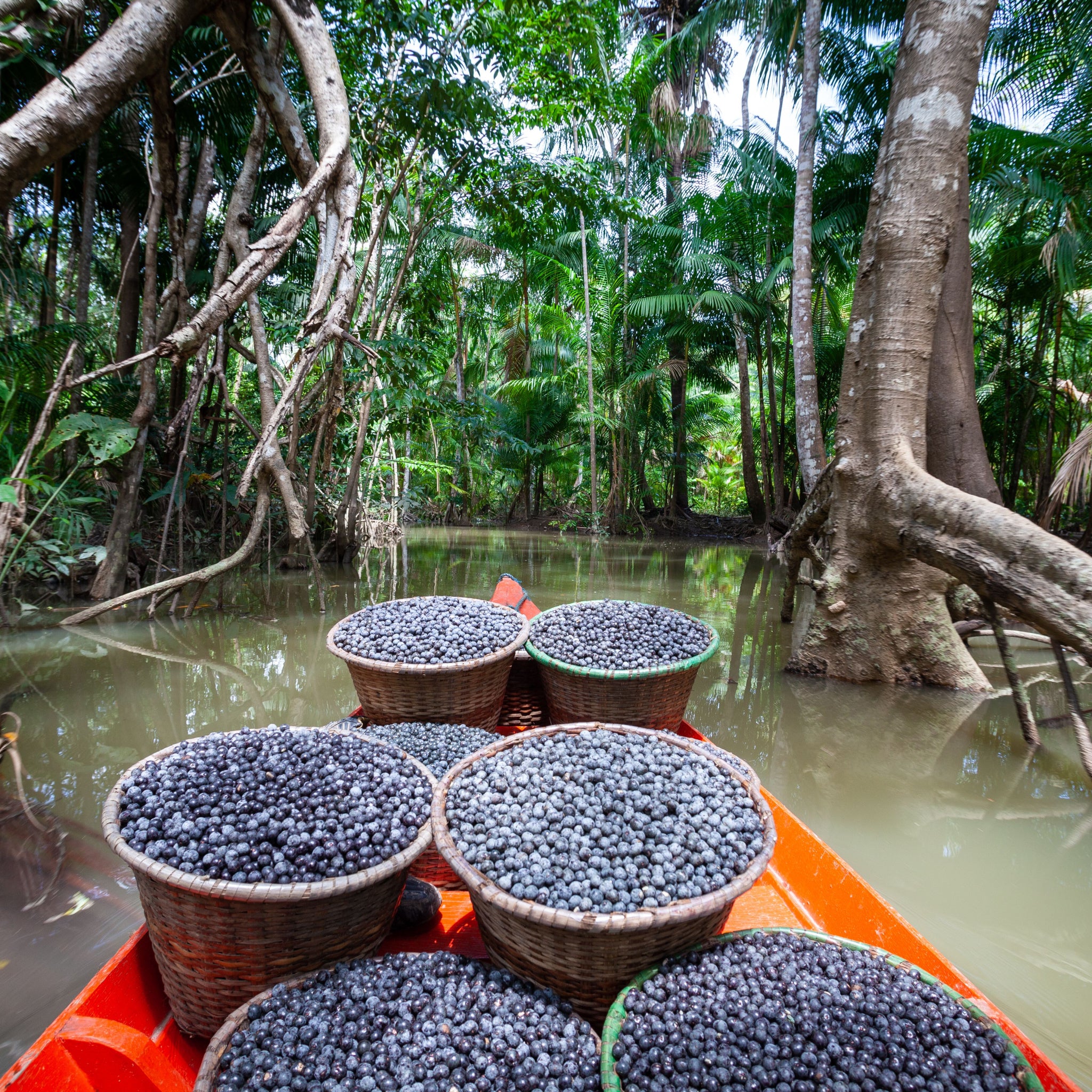 Fresh Acai (Euterpe oleracea) berry fruits in a straw basket in red boat and Amazon forest trees through river - photo by Paralaxis