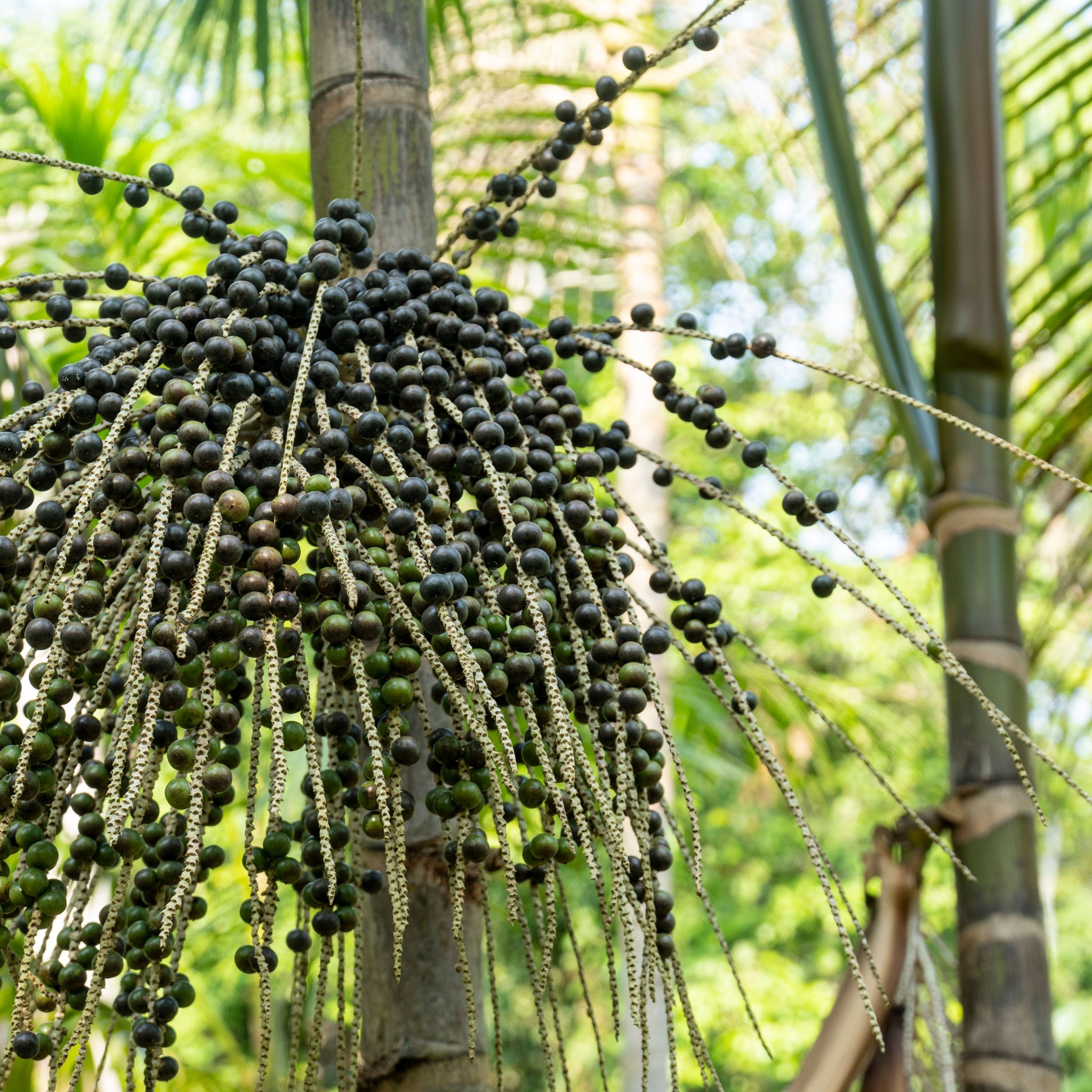 Close up of Acai (Euterpe oleracea) Palm tree with fresh berries in the Amazon Rainforest - photo by Paralaxis