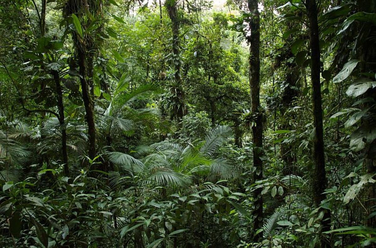 Amazon Rainforest Foliage