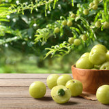 Fresh Amla (Indian gooseberry) fruits on wooden table with Amla plant in background.  One fruit cut open to expose the flesh and seed inside.