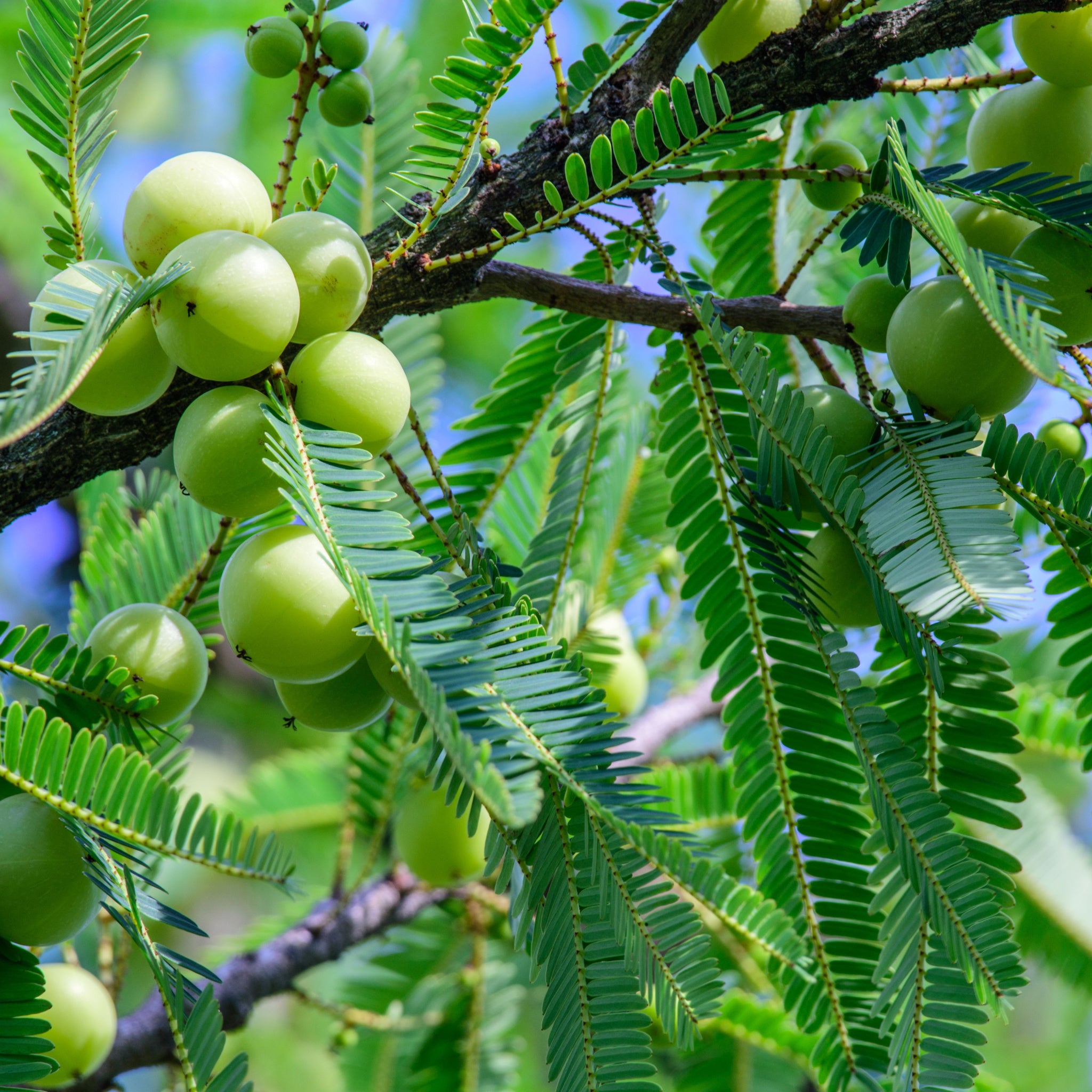 Beautiful bright green Amla Fruit tree - photo by pisitpong2017