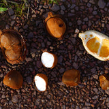 Andiroba (Carapa guianensis) Seeds or Crabwood seeds used for their medicinal properties where the oil is extracted from its fruits.  These are the seeds with some cracked open to see the white oil inside.  Photo by juerginho