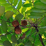 Crabwood (Carapa guianensis) tree fruits in bright green tree with sunlight peaking through leaves  photo by Wagner Campelo