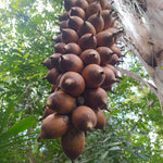 Closeup of very large babassu (Orbignya oleifera) coconuts in Amazon backyard of photographer Raquel dos Reis Costa