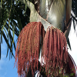 Oenocarpus bacaba fruiting palm native to the Amazon rainforest, with edible fruits - photo by guentermanaus