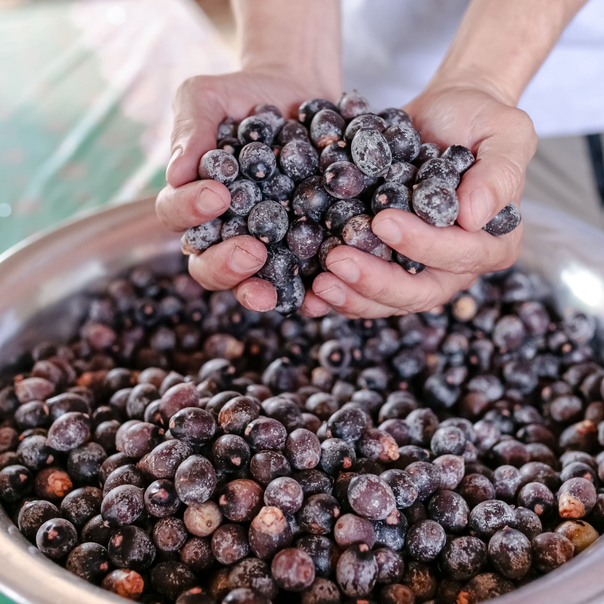 Bowl of fresh Bacaba (Oenocarpus bacaba) Fruit in woman's hands - photo by JH Bispo