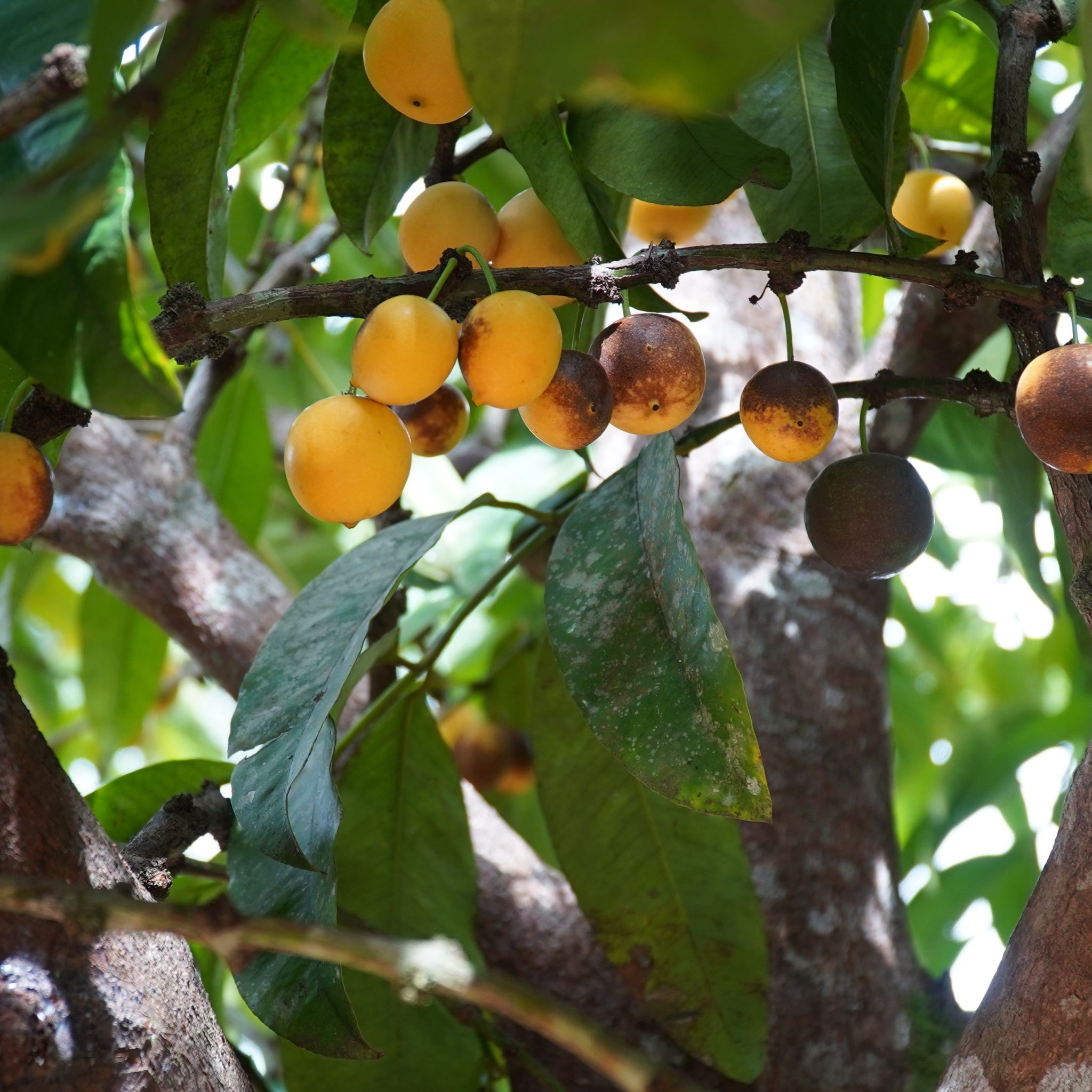 Ripening yellow bacuri (Platonia insignis) fruits on bright green leaves of tree.  Bacuri is native to Guianas region, Brazil, Paraguay and parts of Columbia.  Photo by Gigoliver