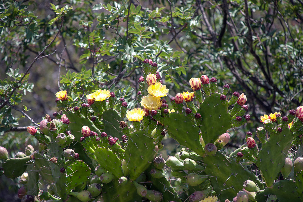 Gorgeous flowering Prickly Pear Cactus blossoming into fruits for facial seed oil harvest