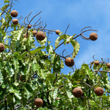 Brazil Nut (Bertholletia excelca) Tree in Amazon rainforest - photo by guenteranaus