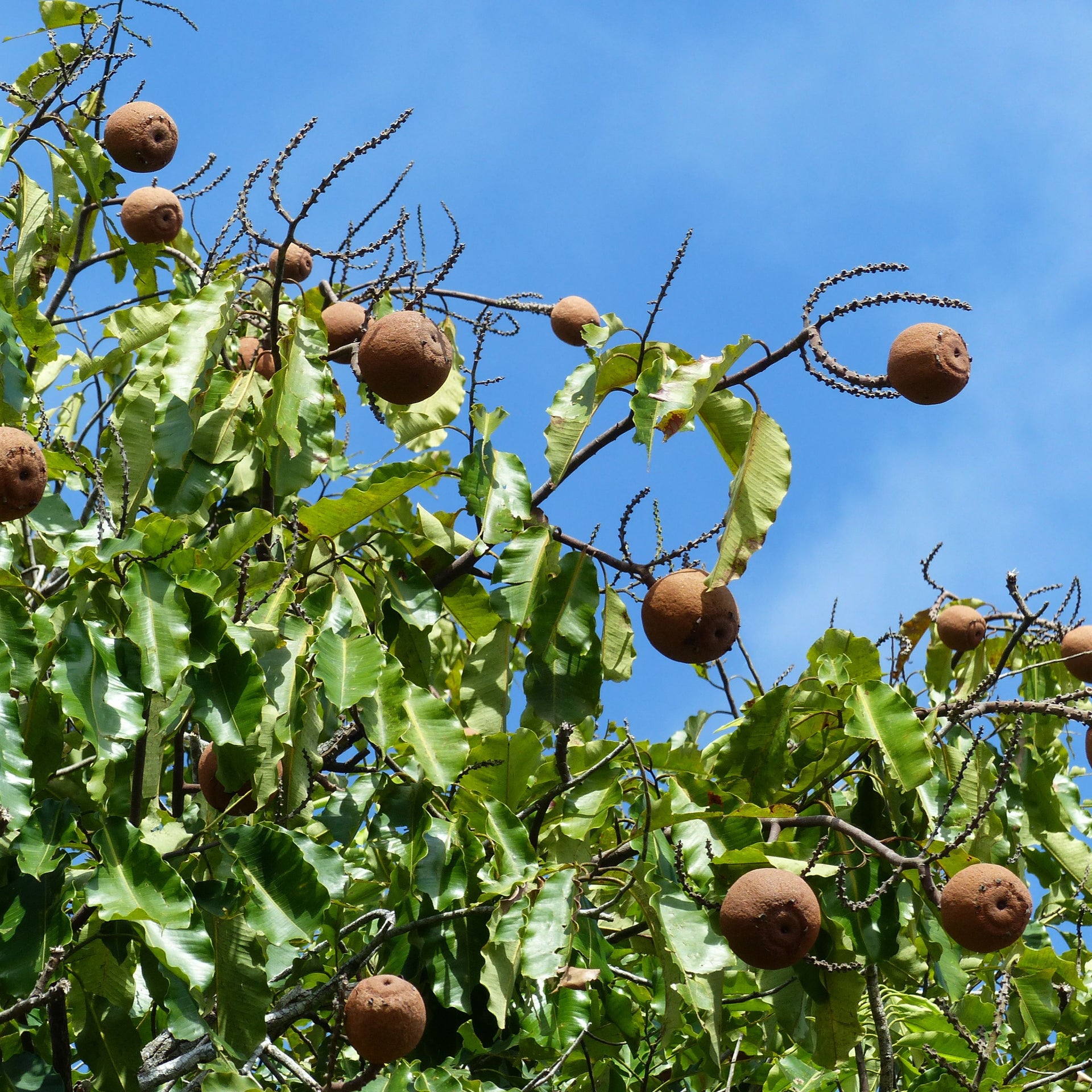 Brazil Nut Oil Wild Harvested & Unrefined – Wild Harvest Botanicals, LLC