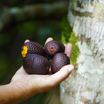 Ripe Buriti Moriche (Mauritia flexuosa) morete fruits with skin open revealing bright orange fruit pulp - photo by guentermanaus