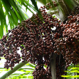 Moriche (mauritia flexuosa) buriti palm fruits hanging from tree in Amazon rainforest - photo by guentermanaus