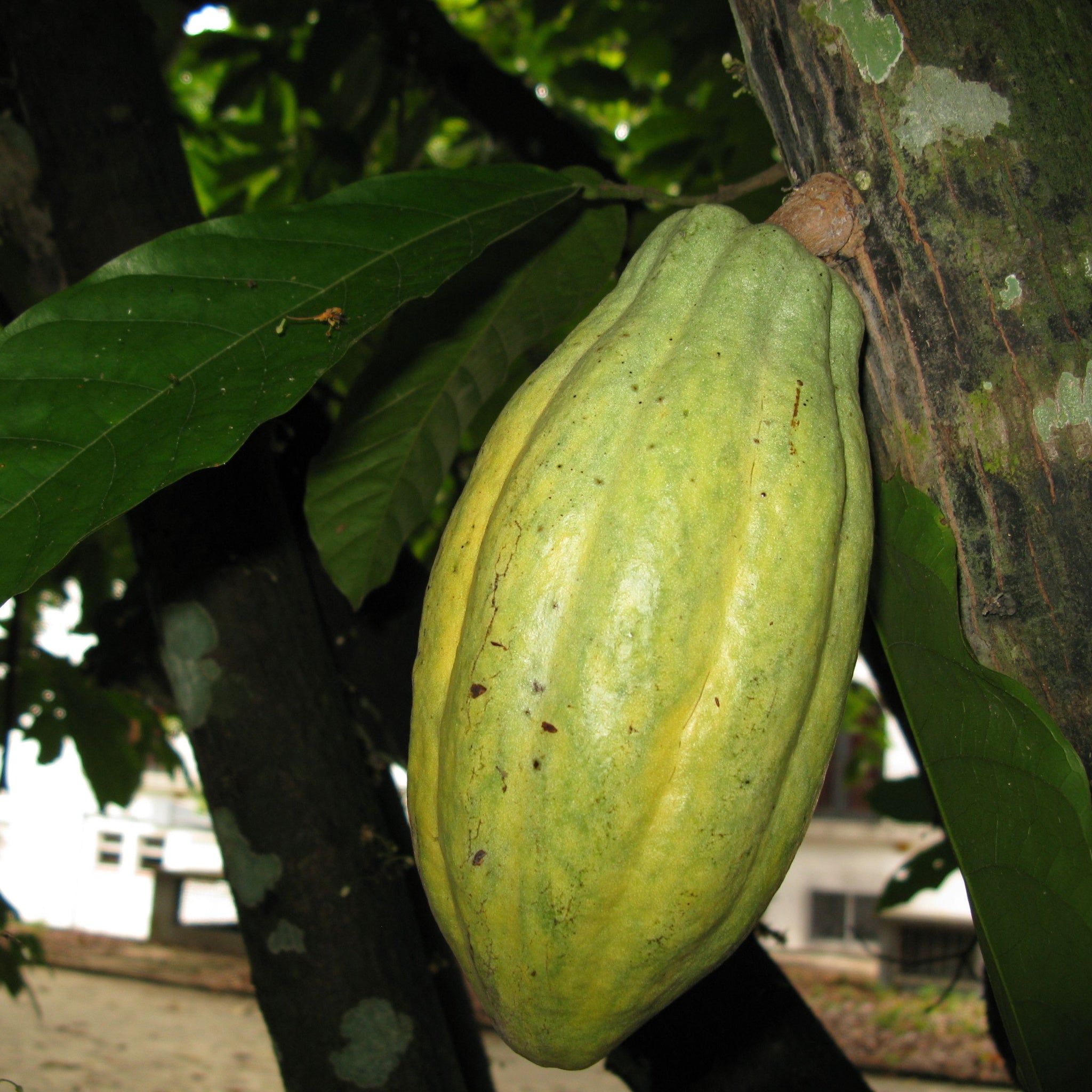 Cacao fruit on theobroma cacao tree in Amazon rainforest - photo by guentermanaus