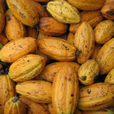 Cacao (theobroma cacao) fruits readying for drying and pressed into cocoa butter - photo by guentermanaus