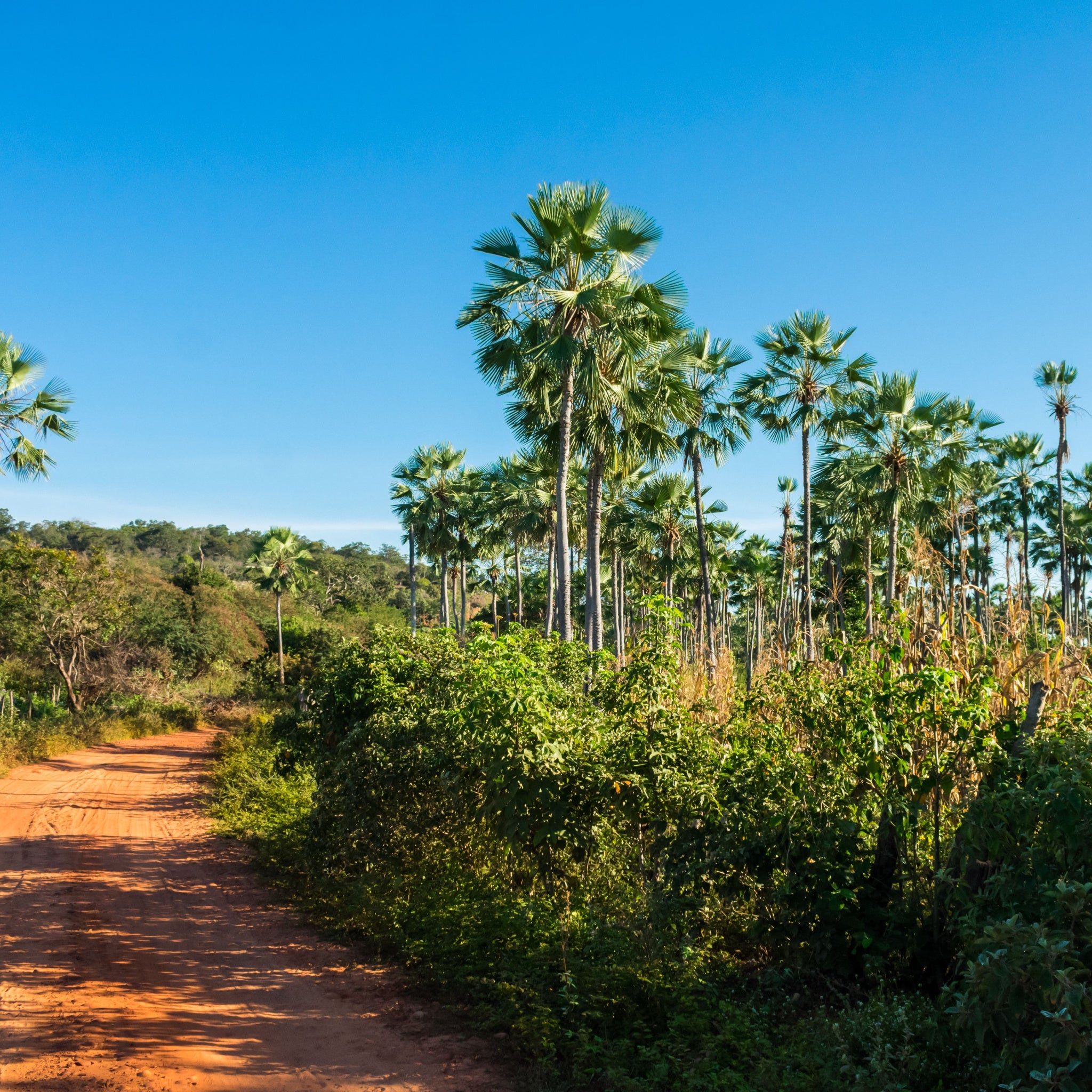 Carnuba Palm Trees (Copernicia prunifera) against bright blue skies in Oeiras, Piaui state, Brazil