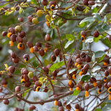 Branch of Copaiba (Copaifera officinalis) with green leaves and mature fruits showing its orange aryl. used in traditional medicine for many diseases - photo by JH Bispo