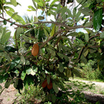 Cupuacu (Theobroma Grandiflorum) Plantation in the city of Porto Seguro, Southern Bahia, Brazil - photo by Joa Souza