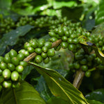 Raw green coffee arabica beans on bright green tree.  Coffee plant with leaf, beans, berries.  Photo by Santhosh Varghese