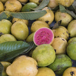 Ripe yellow juicy guava (Psidium Guajava) fruits with one cut open to show bright pink flesh with seeds for Guava oil.