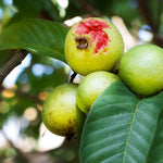 Guava Fruits ripening on tree with tropical emerald green leaves