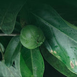 Beautiful bright green Cacay tree leaves with single ripening fruit