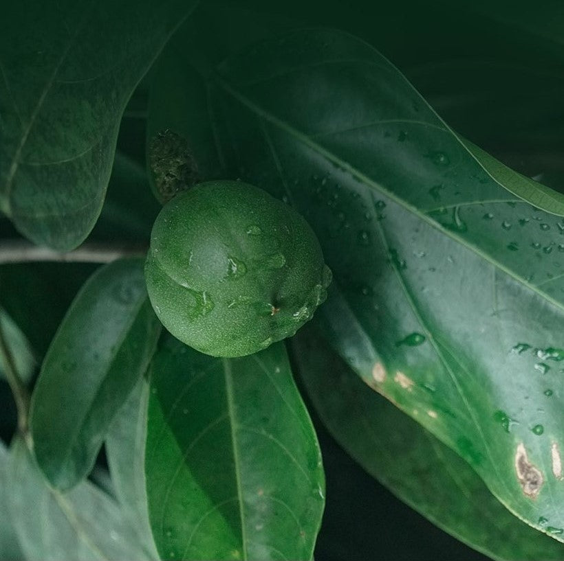 Beautiful bright green Cacay tree leaves with single ripening fruit