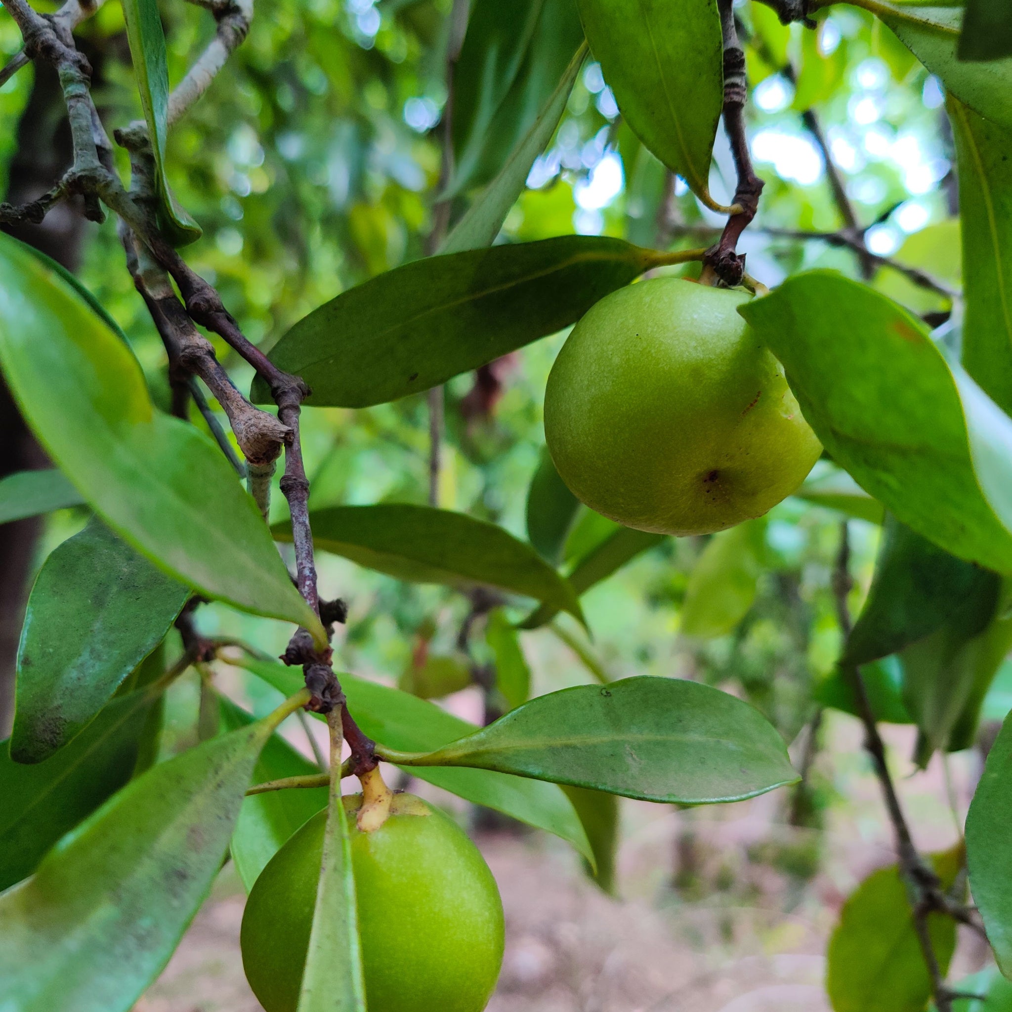 Close up of Kokum (Garcinia indica) mangosteen fruit in Indian orchard.  photo by Rajendra Bhat