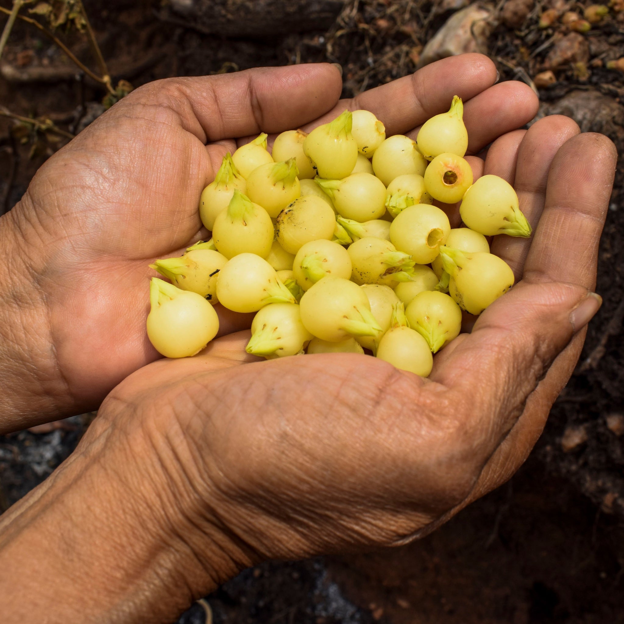 Hands holding Mahua fruit flowers naturally dried in forest area of Madhyapradesh India 