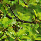 Mahua Fruits on Madhuca Longifolia tree - photo by Pratimaan